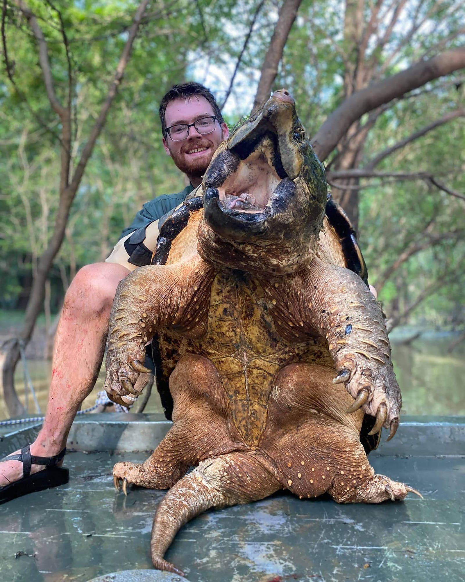 The Alligator Snapping Turtle North Americas Mighty Giant Of Freshwater 