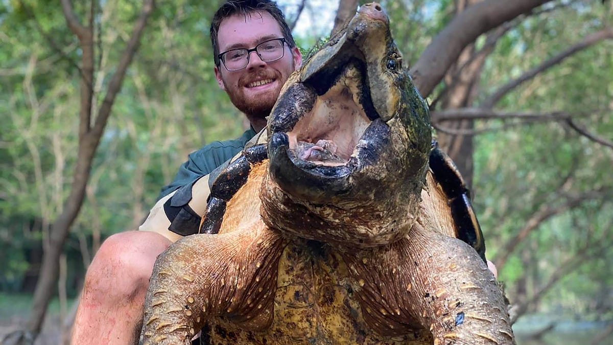 Rare Giant Alligator Snapping Turtles Caught In Mississippi