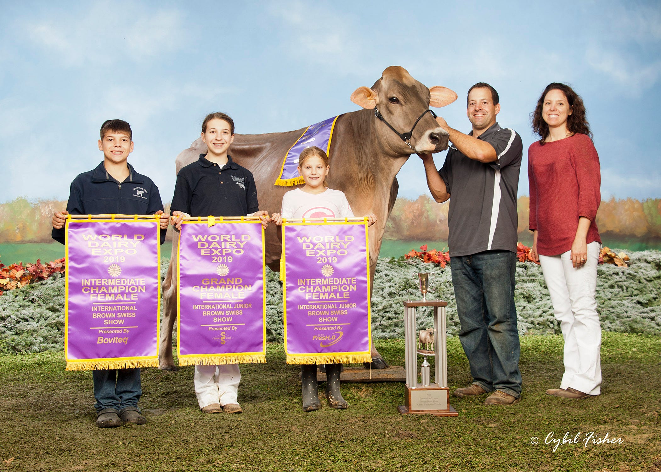 brown swiss cow eyes