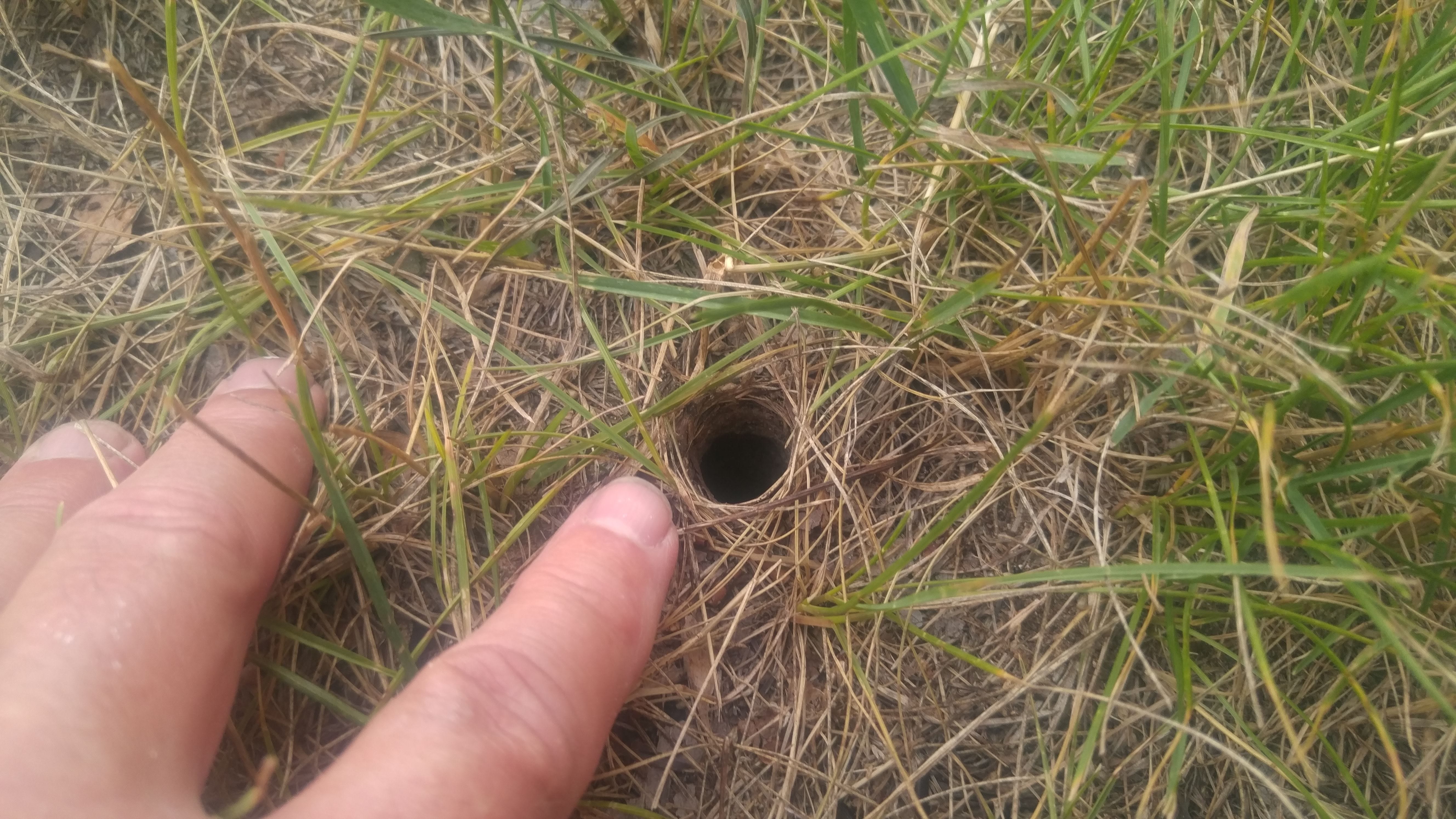 spiders that dig holes in ground