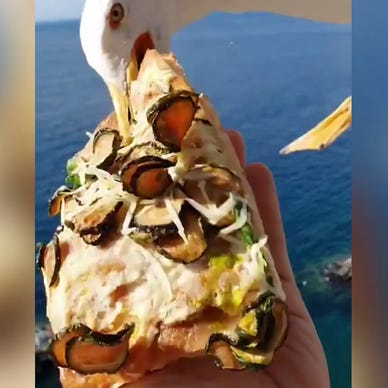Seagull steals slice of pizza out of food blogger's hand