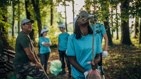 Planting trees reduces carbon dioxide and provides