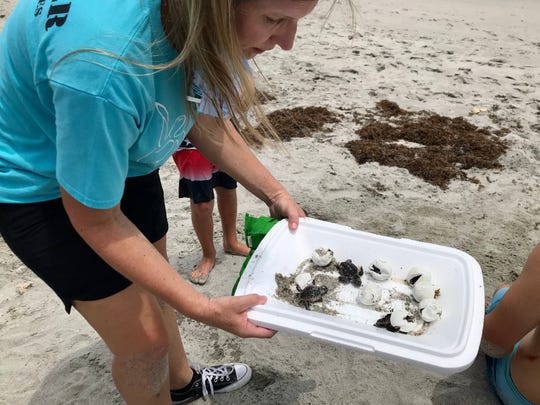 Sea Turtle Preservation Society board chair Susan Skinner carefully handles loggerhead sea turtle hatchlings and eggs Monday afternoon from a Satellite Beach nest that was wrecked by Tropical Storm Isaias.