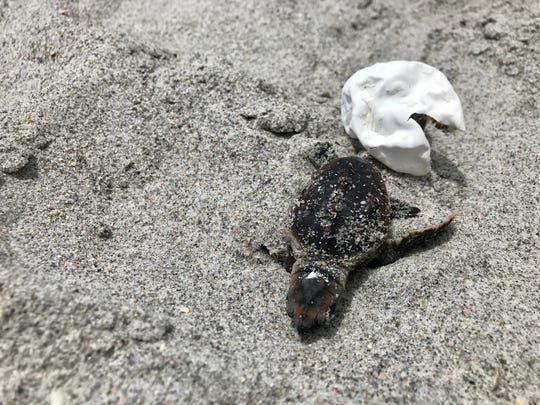 A struggling loggerhead sea turtle hatchling that remained attached to its egg was rescued Monday afternoon by the Sea Turtle Preservation Society.