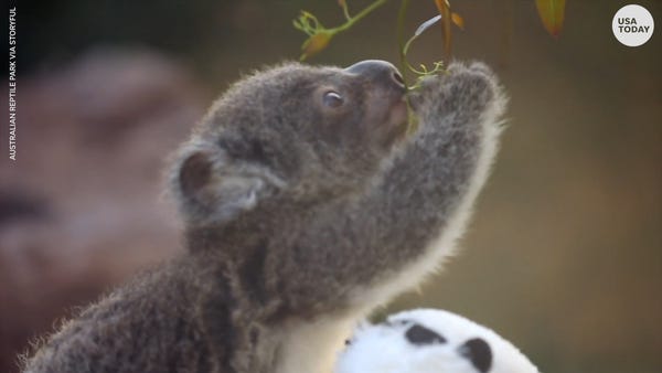 The Australian Reptile Park is celebrating a succe