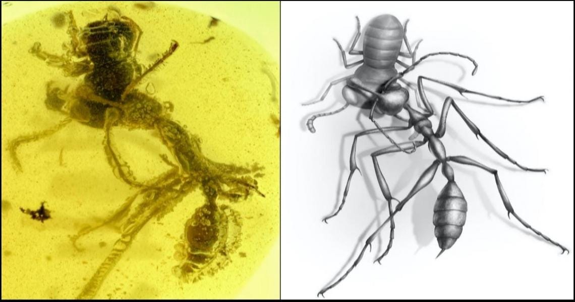 Hell ant fossil discovered in amber: An 'evolutionary experiment'