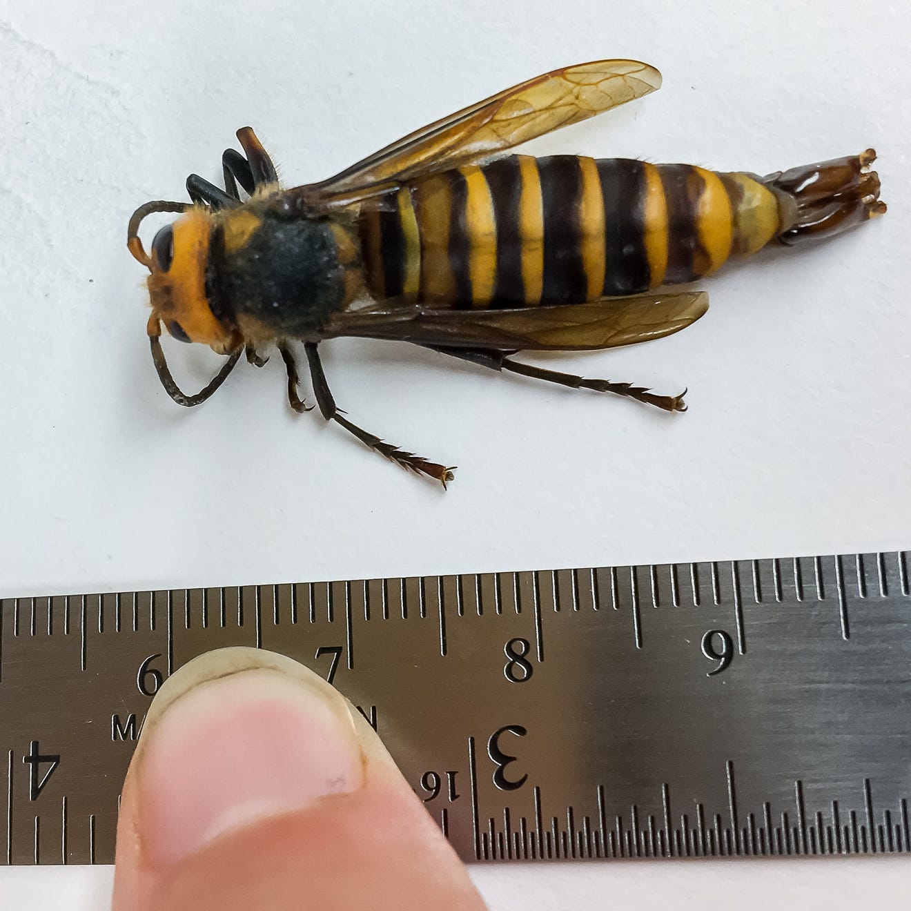 Murder Hornets Usa S First Male Captured In Washington State