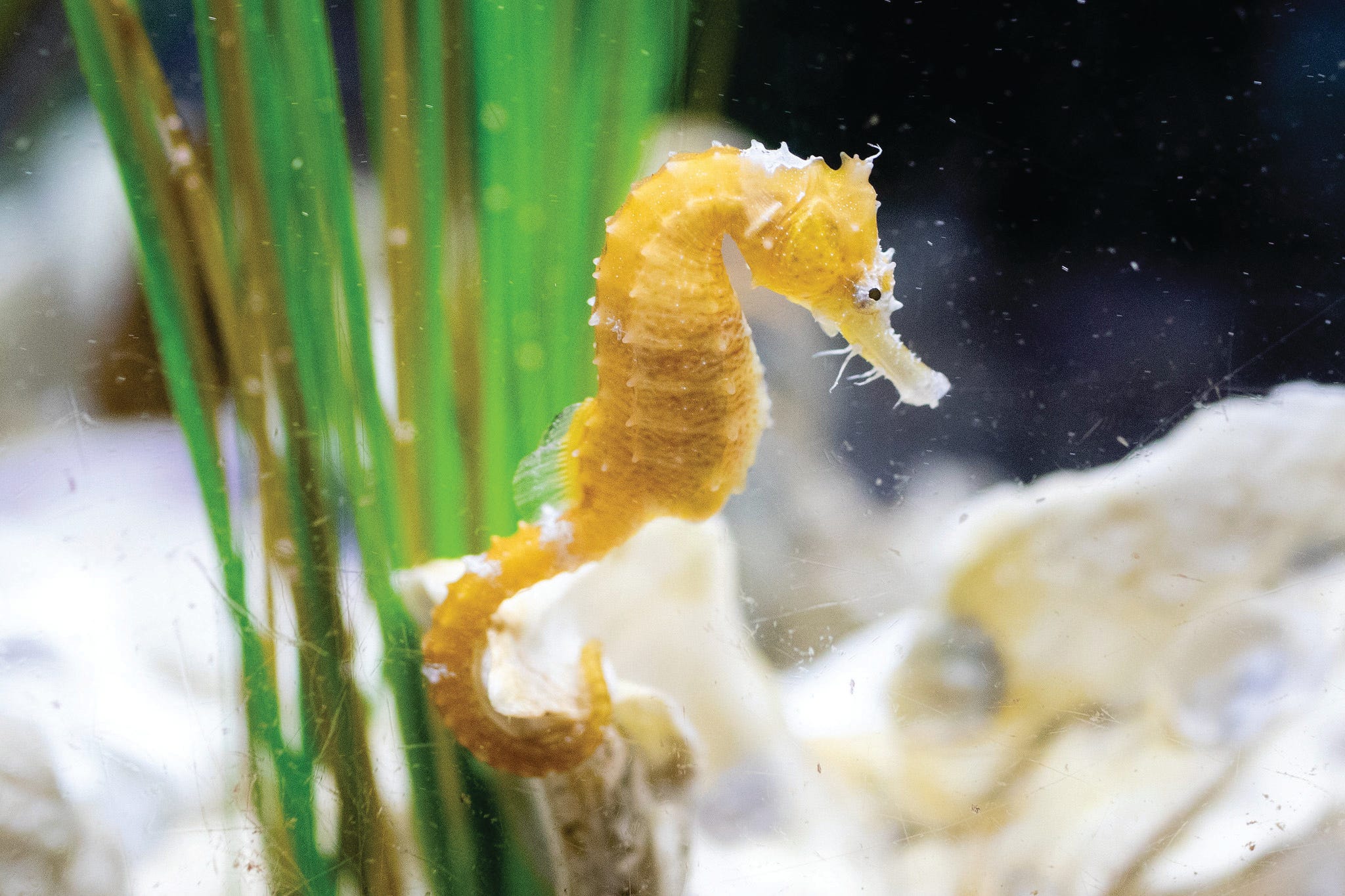 Seahorse Of The Chesapeake Bay Yes Meet The Hippocampus Erectus