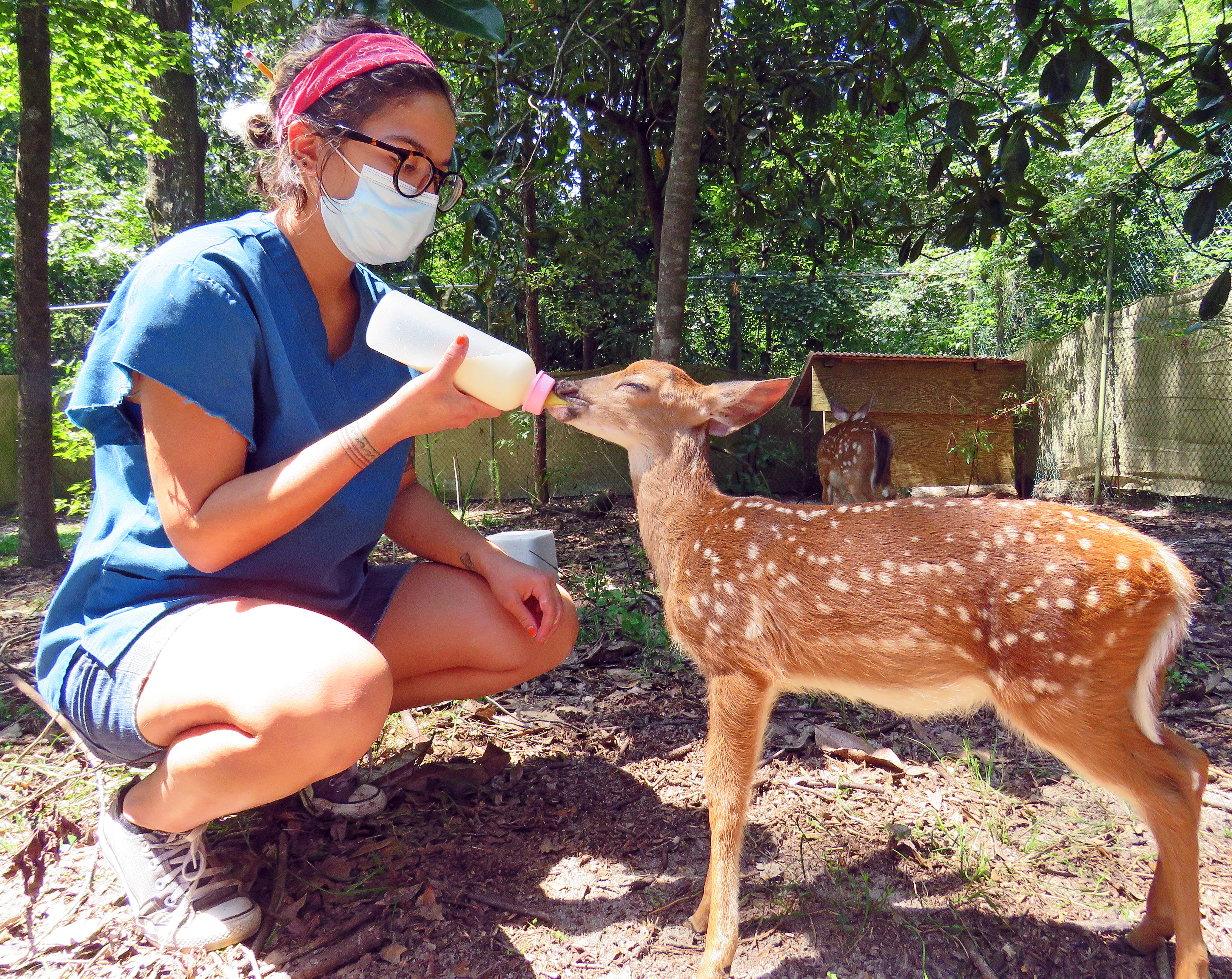 are deer afraid of dogs