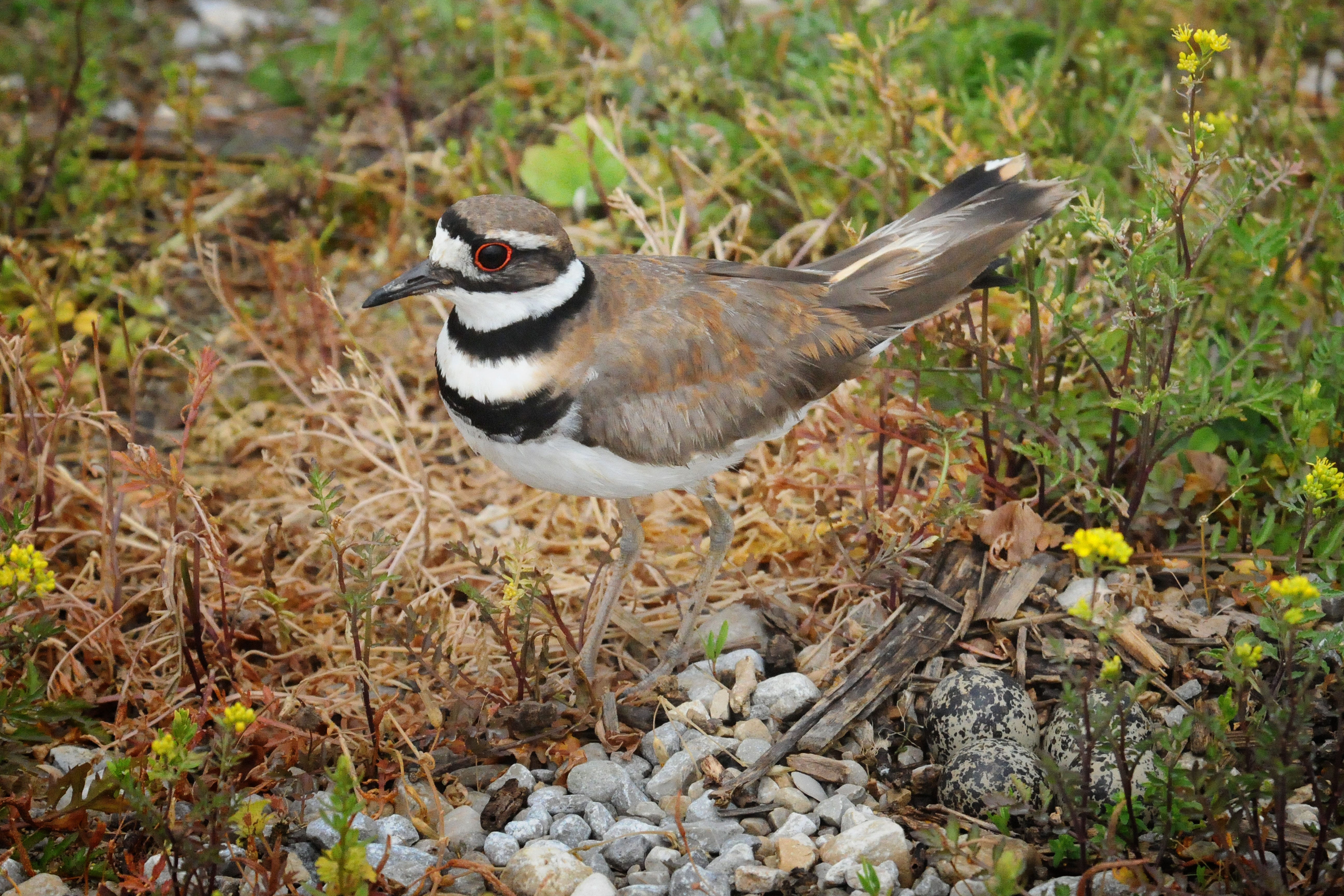 killdeer