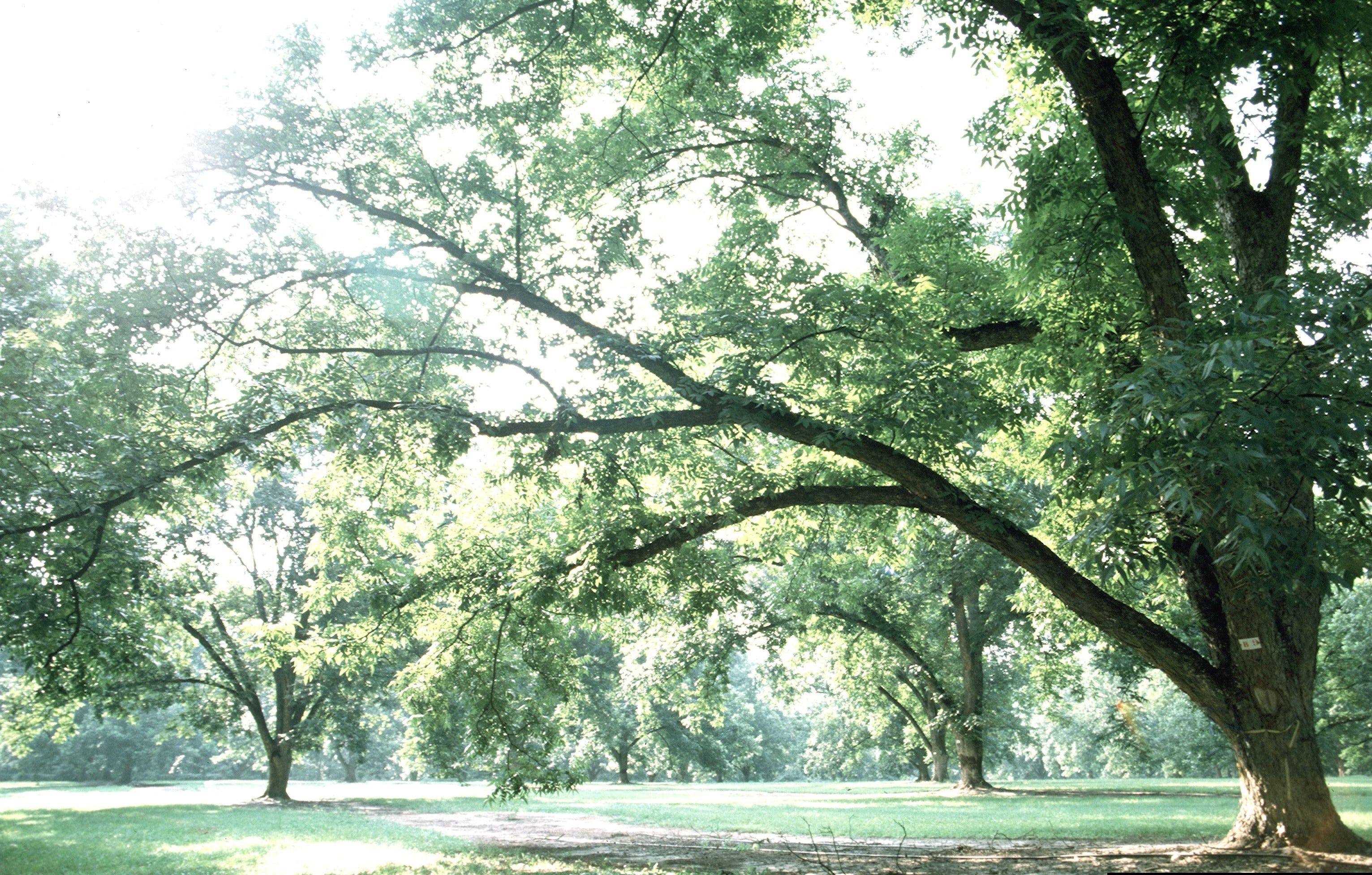 pecan trees requirement for texas ag exemption