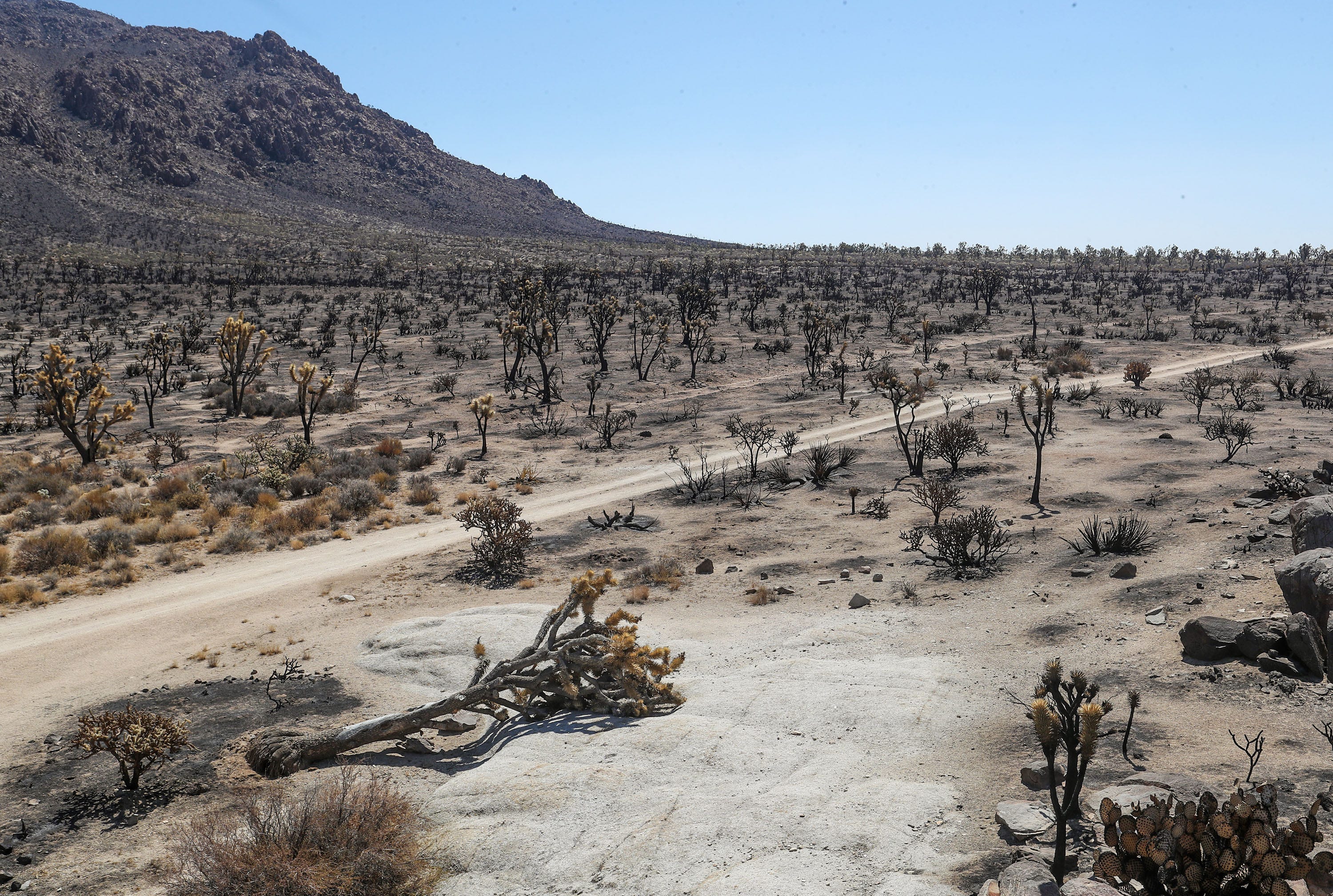 Joshua Trees Can Be Legally Protected Court Rules