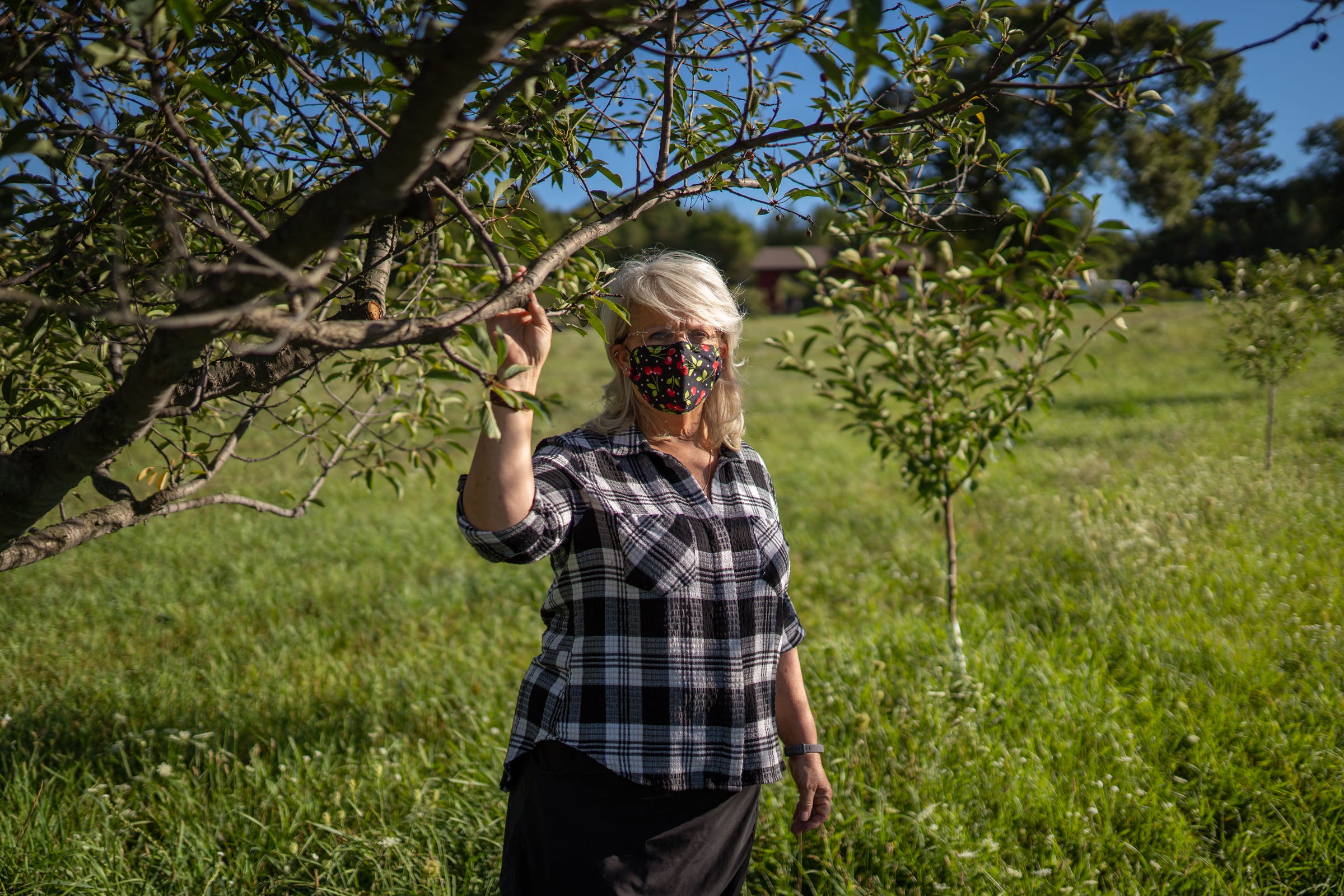 Michigan Cherry Farms Could Start Disappearing Amid Competition   7ea4be56 2cce 4cb0 9e3a Fa15c3145843 090420 Michigan Cherry Farm 7 