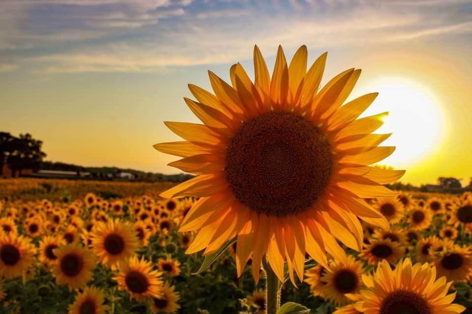 Download Happy News For 2020 Wisconsin Farmer Plants 2 Million Sunflowers