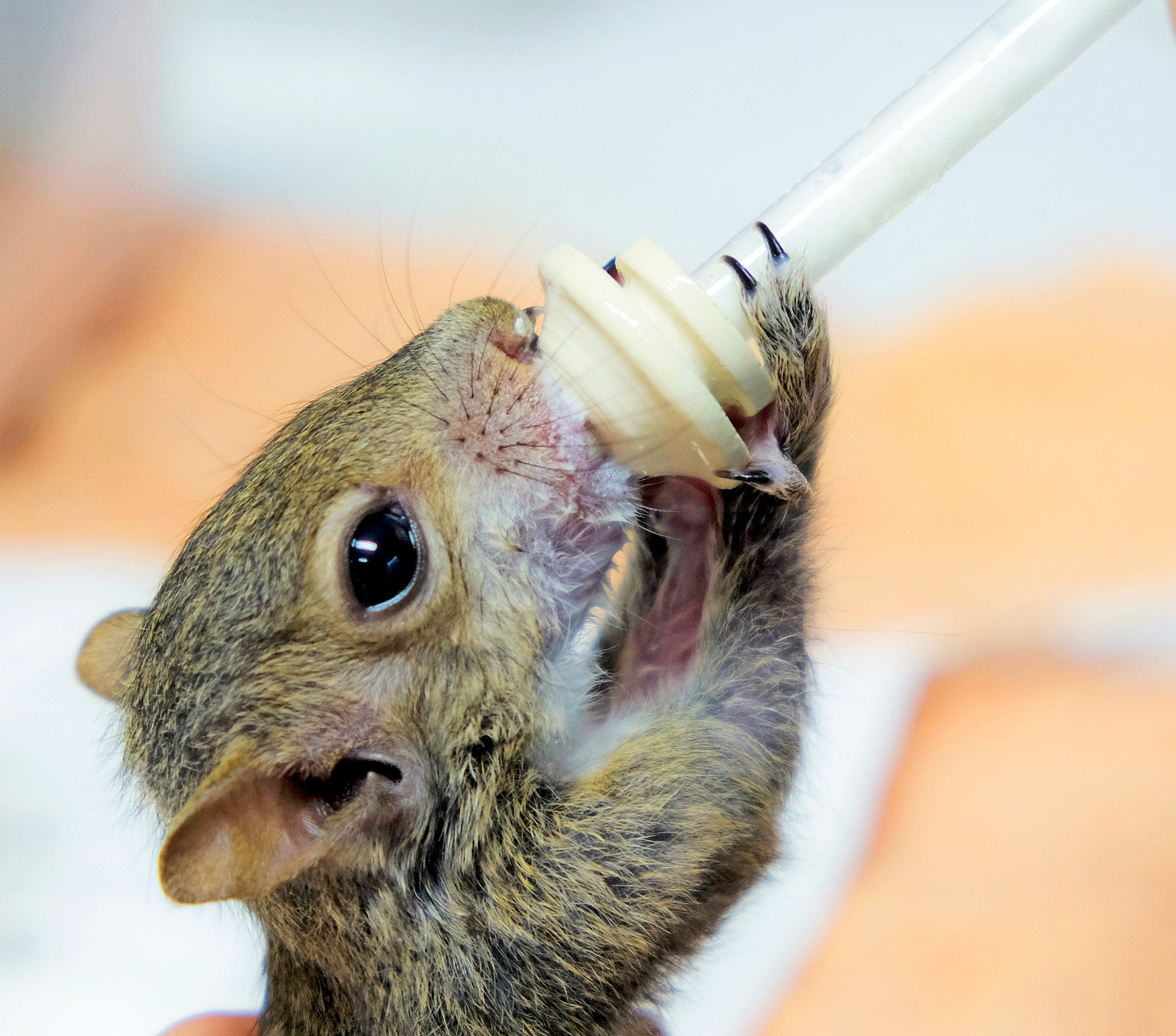 How To Care For A Infant Squirrel / Baby Squirrel Feeding Frenzy ...