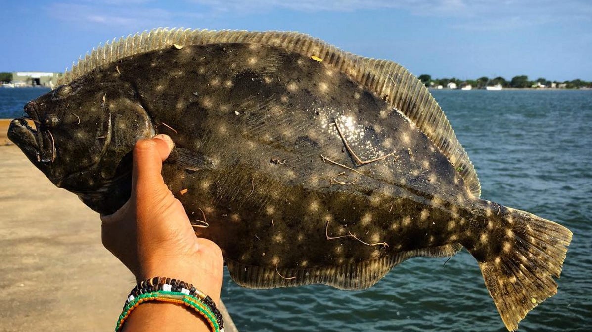 OUTDOORS FWC approves new flounder regulations
