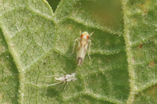 Adult and nymph leafhoppers on the underside of a grape leaf. This particular grape variety is Malvasia Bianca.