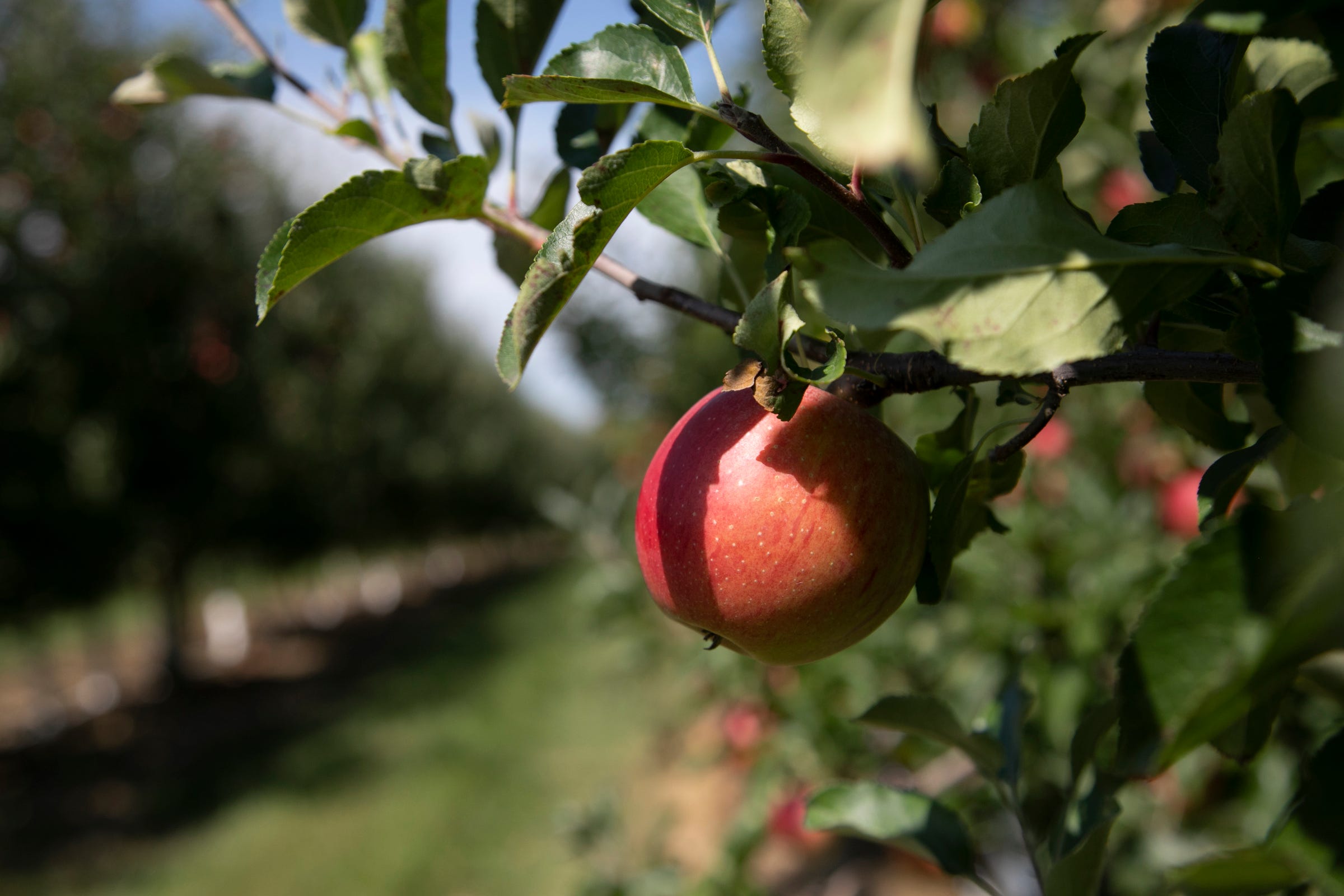 Honeycrisp Apples - Riveridge Produce Marketing, INC.
