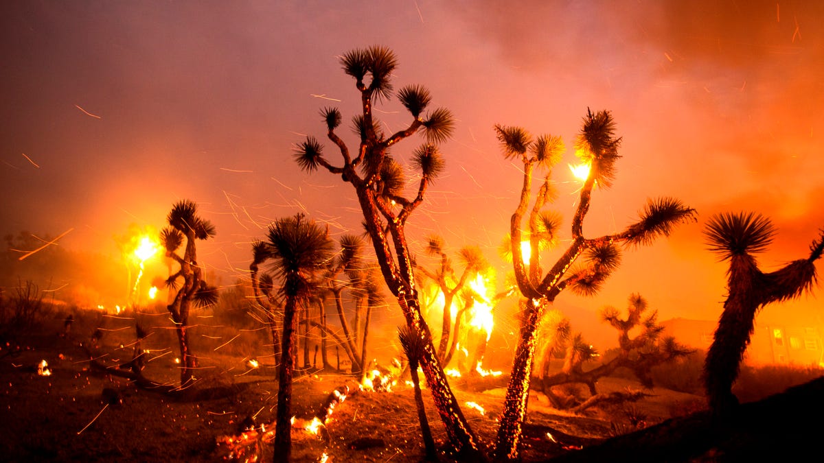 The wind whips embers from the Joshua trees burned by the Bobcat Fire in Juniper Hills, Friday, Sept. 18, 2020.