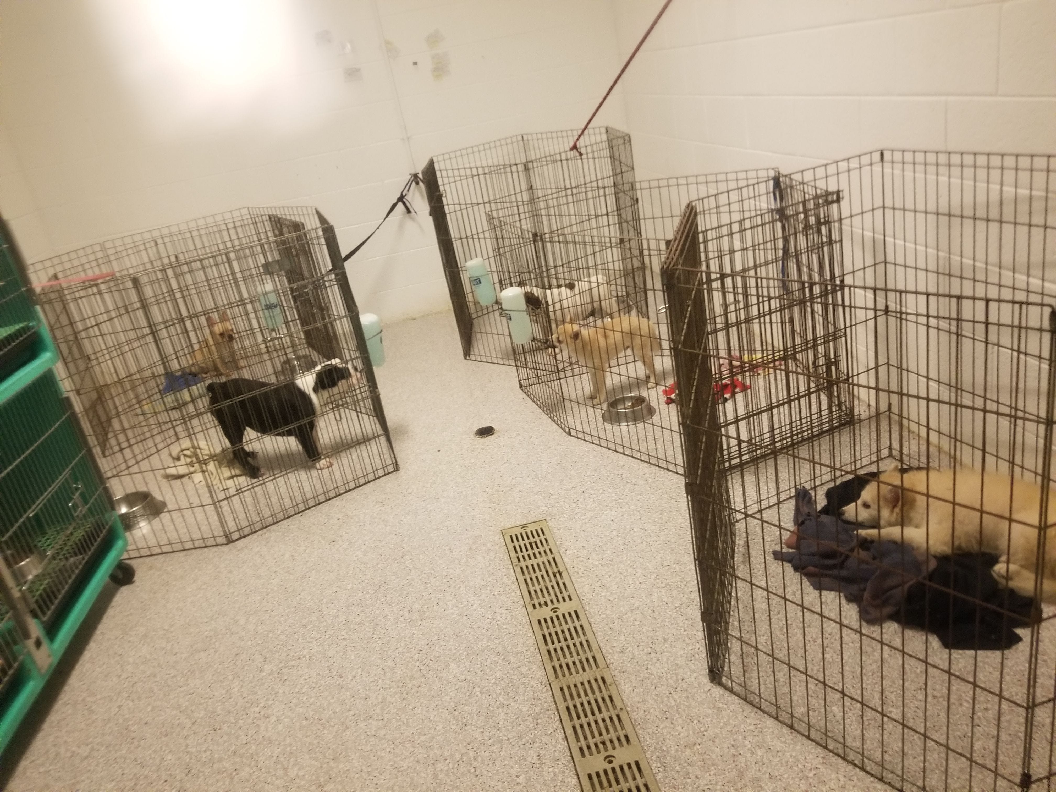 Animal Kingdom, Puppies 'N Love accused 