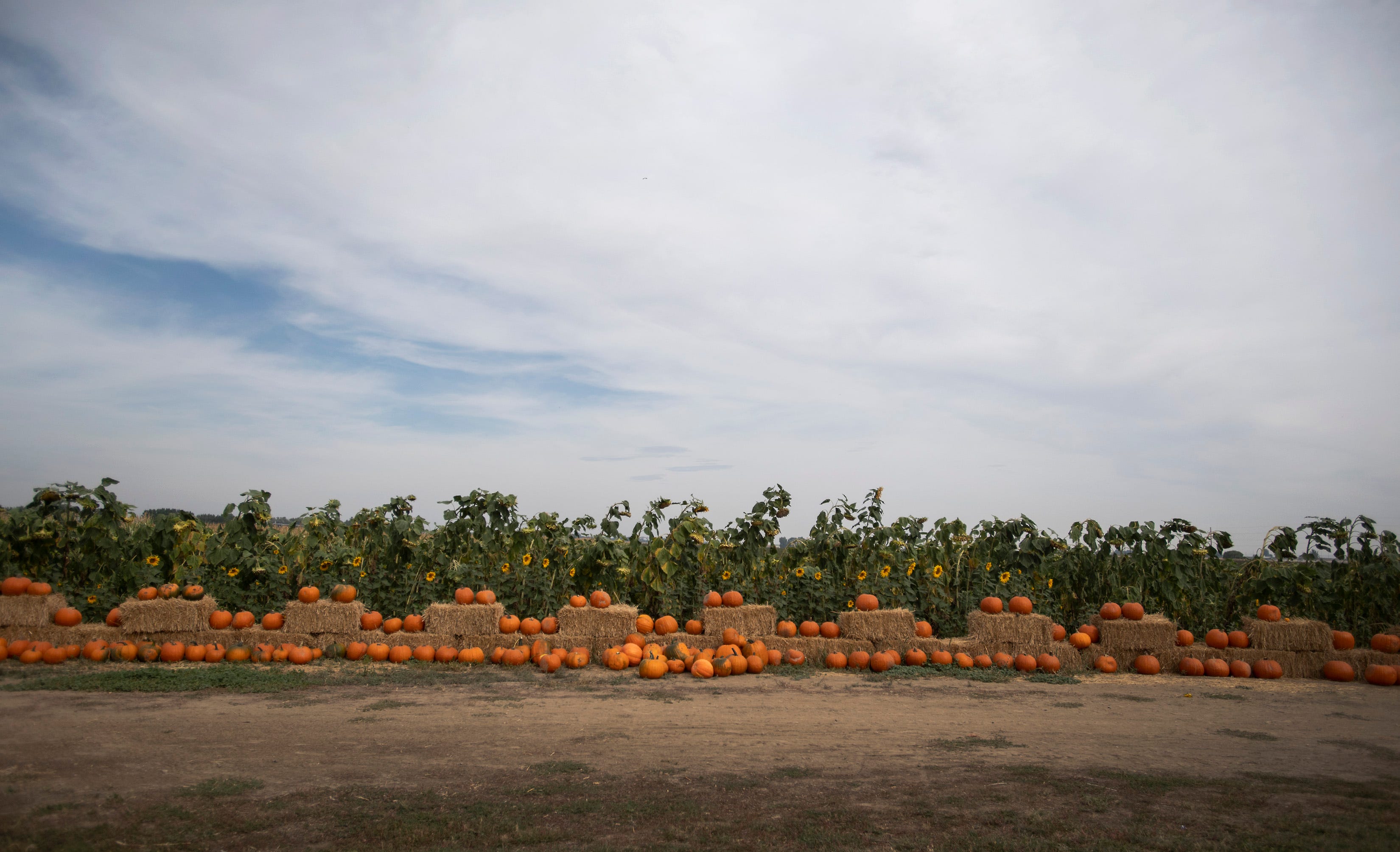 Fort Collins Halloween Treatsylvania, pumpkin patches, ghost tours