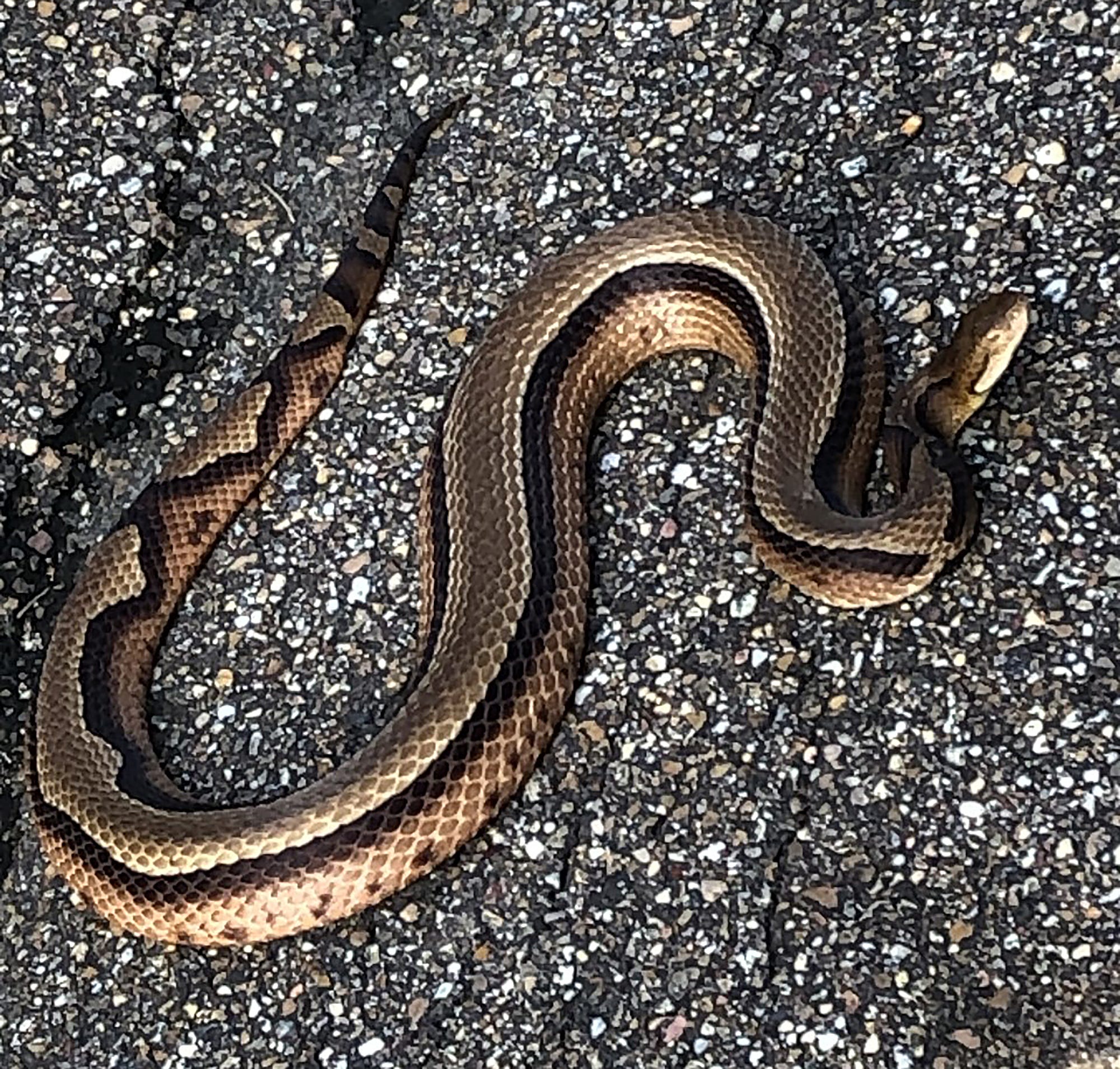 are there lots of snakes in nc
