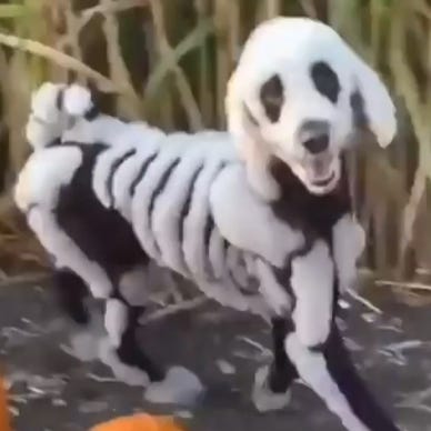 Owners groom poodle to look like spooky skeleton for Halloween