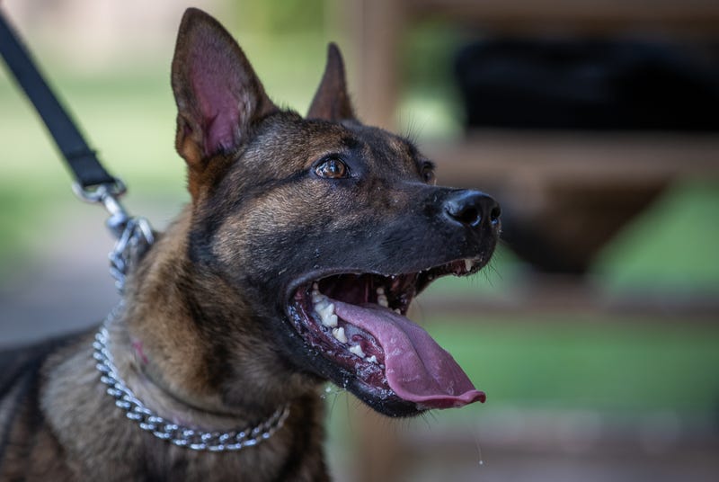 Police dog bites can cause death, injuries: Investigation takeaways