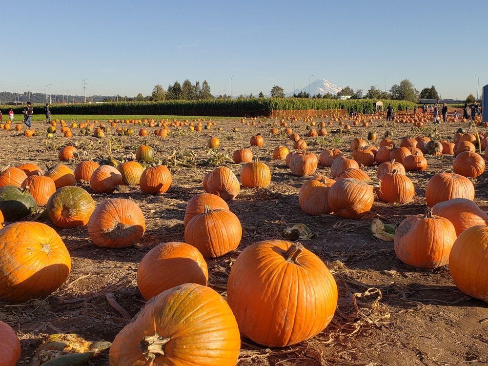 pumpkin spice misogyny