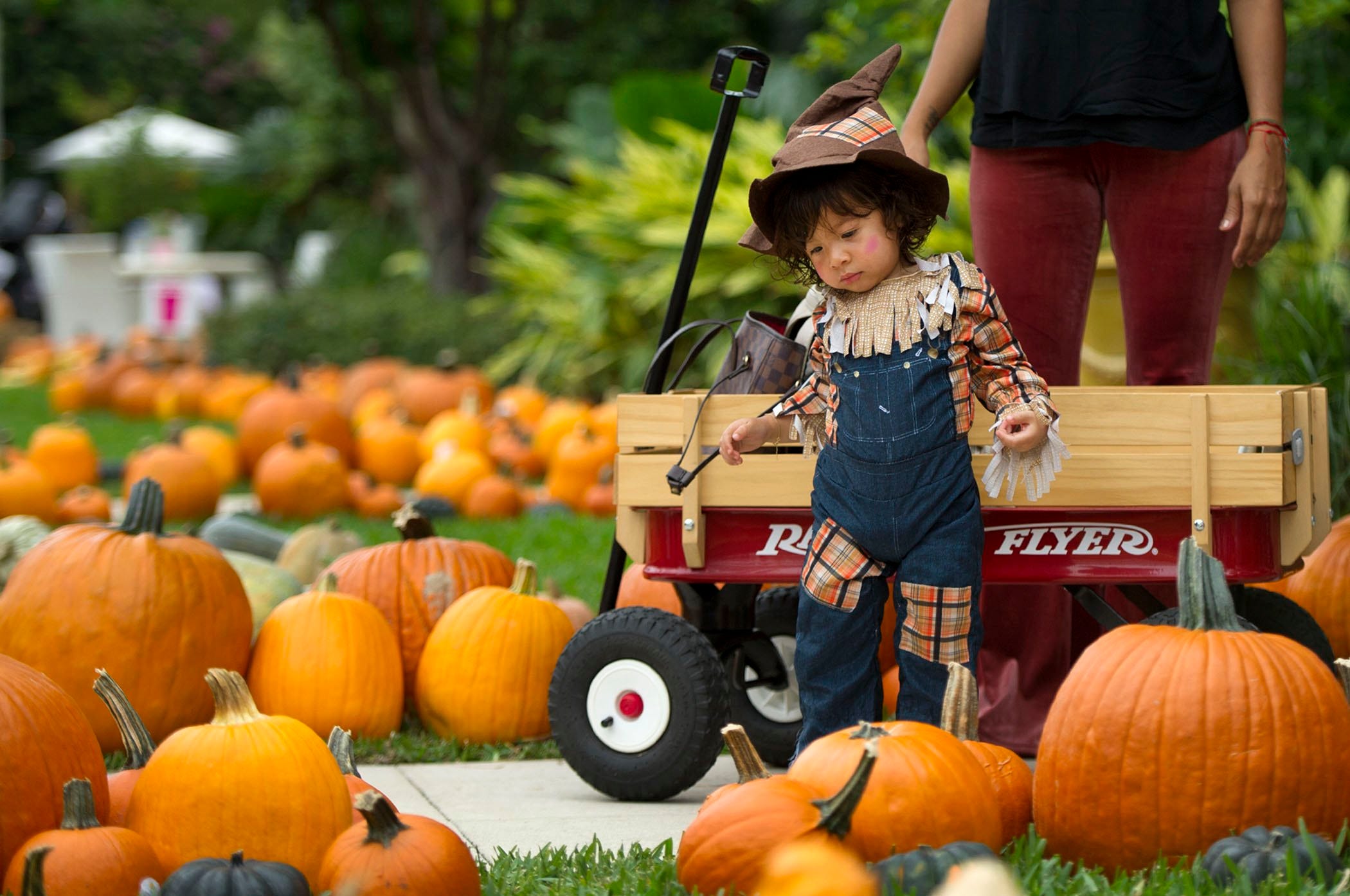 pops pumpkin patch