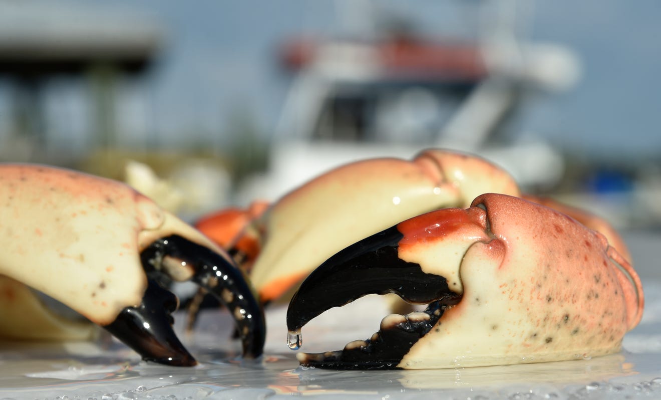 Stone crab season Where and how to eat crab claws in SarasotaManatee
