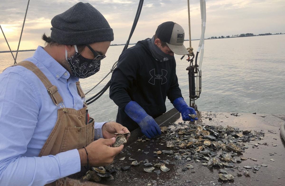 World's Largest Oyster Restoration Project On Fast Track In Maryland