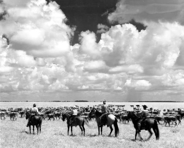 Seminole Indians herding cattle on the Brighton Reservation in Florida, circa 1950.