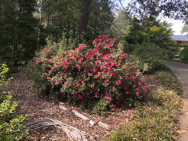 The Encore Azalea is a favorite shrub for landscapes.