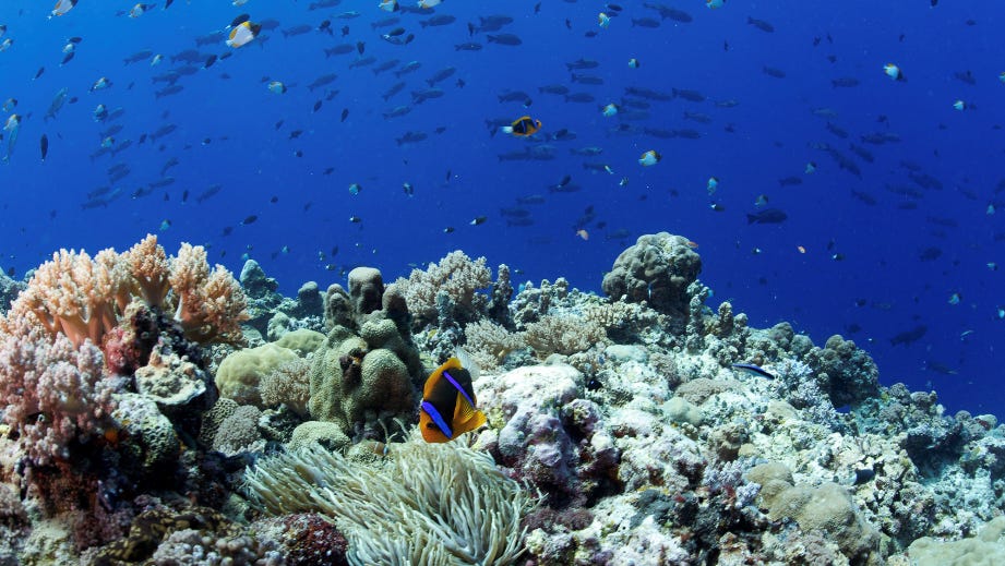 Study shows Palau's reefs have high live coral