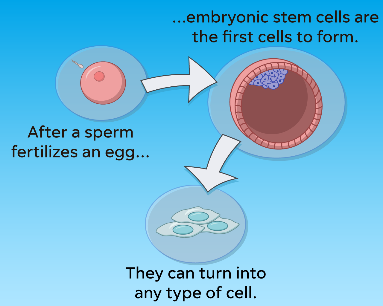 Stem cell treatments growing in popularity but are mostly unregulated