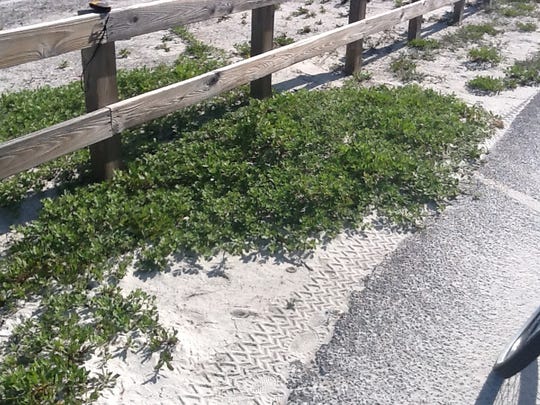 Experts are concerned the beach vitex, found on Pensacola Beach will harm wildlife. The plant is included on Florida's noxious weed list.