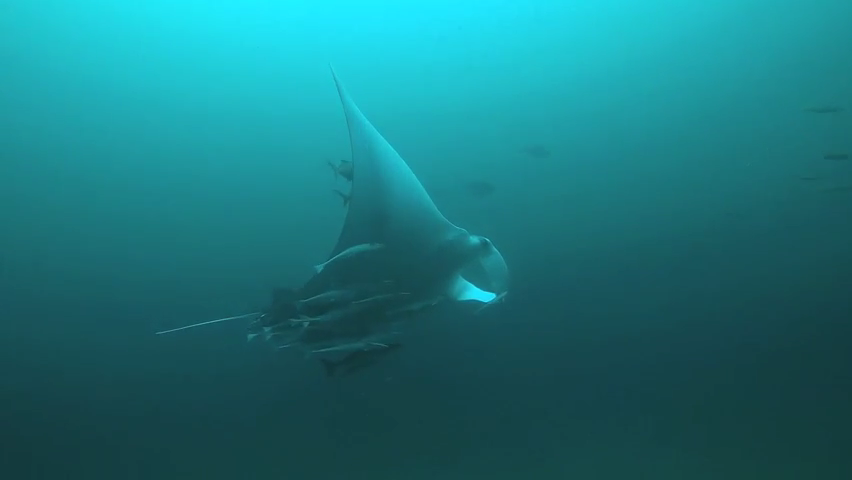 manta ray next to shark