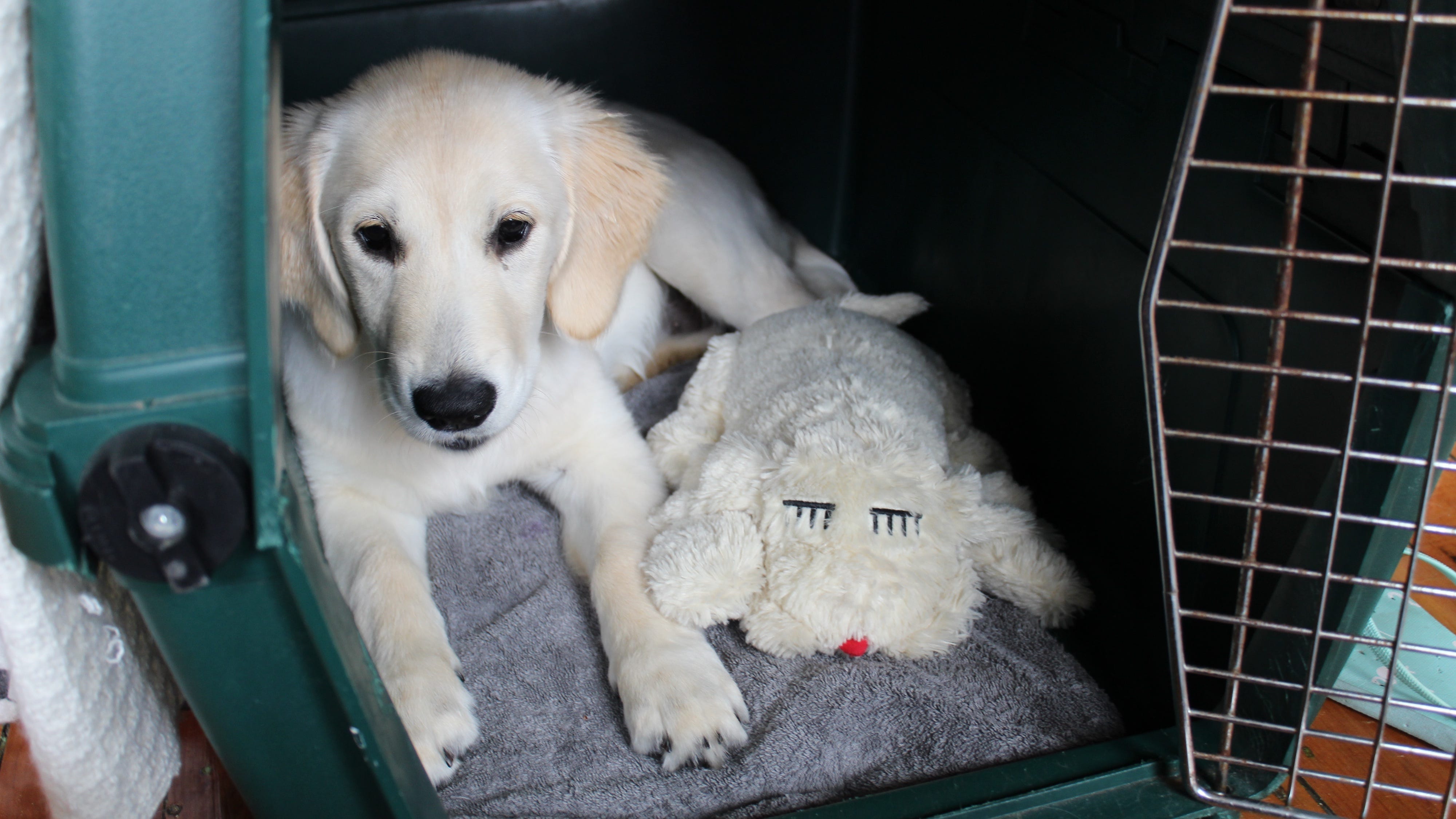 how do you wash a snuggle puppy