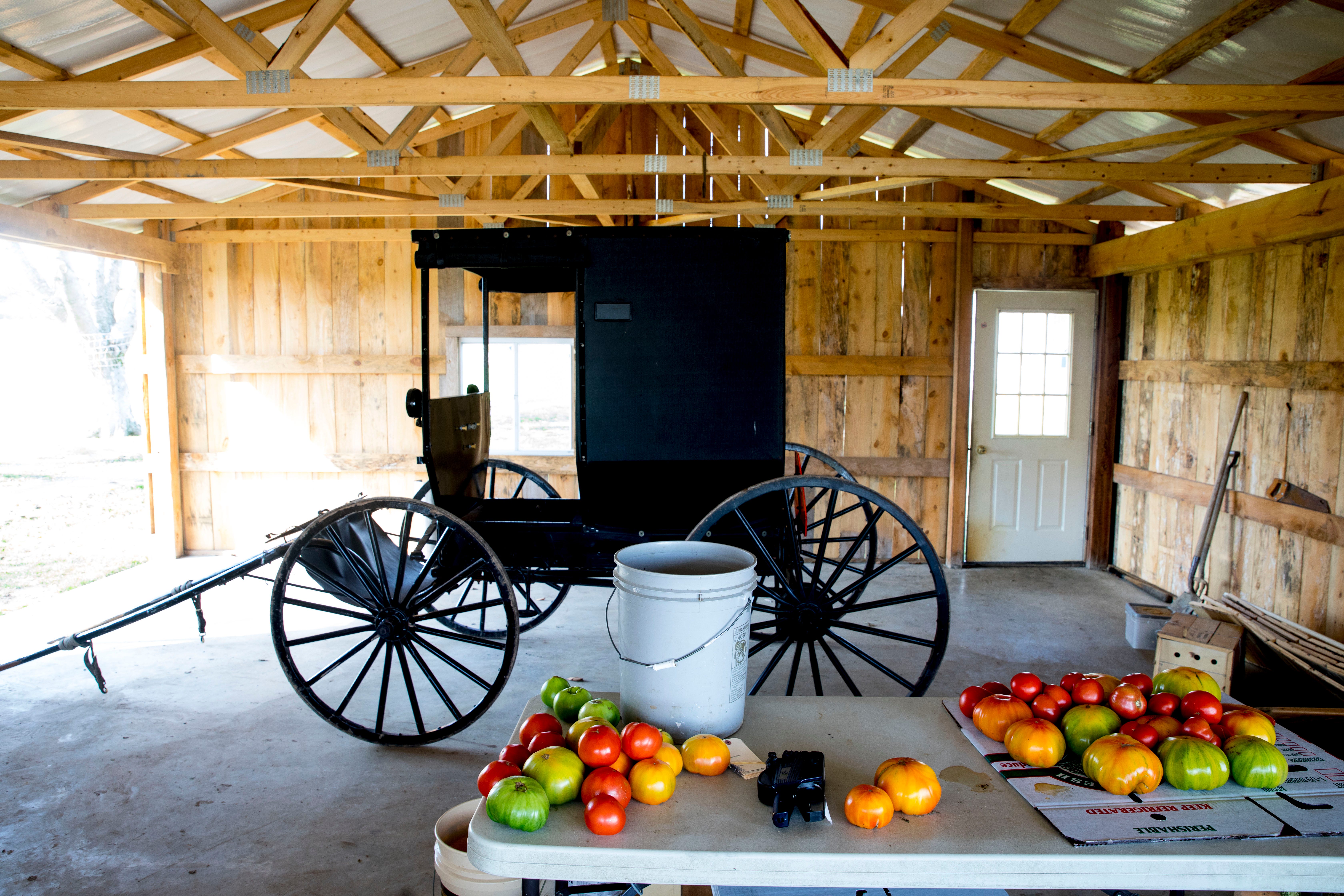 Donald Trump: Why Amish Love The Republican President