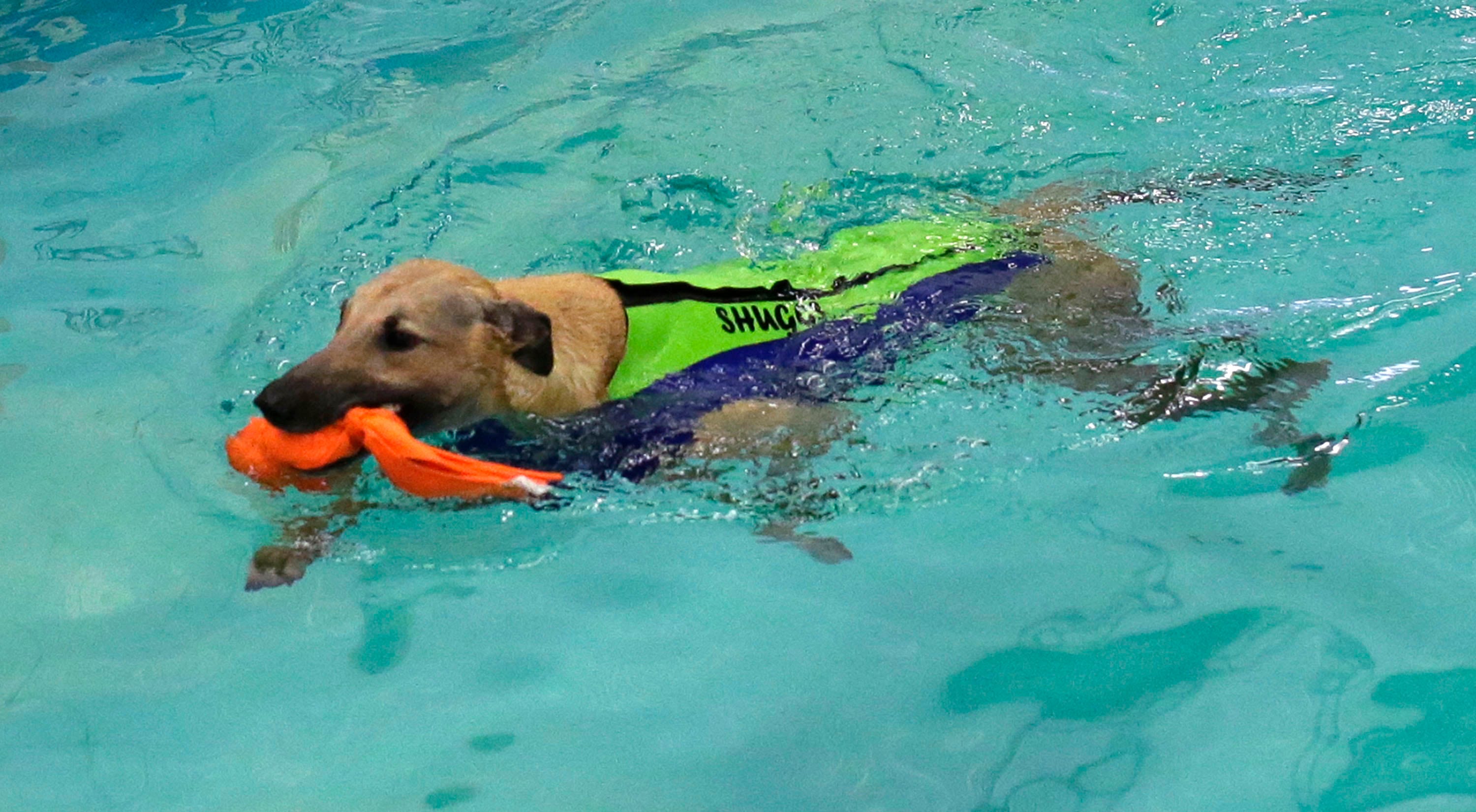 can greyhounds swim