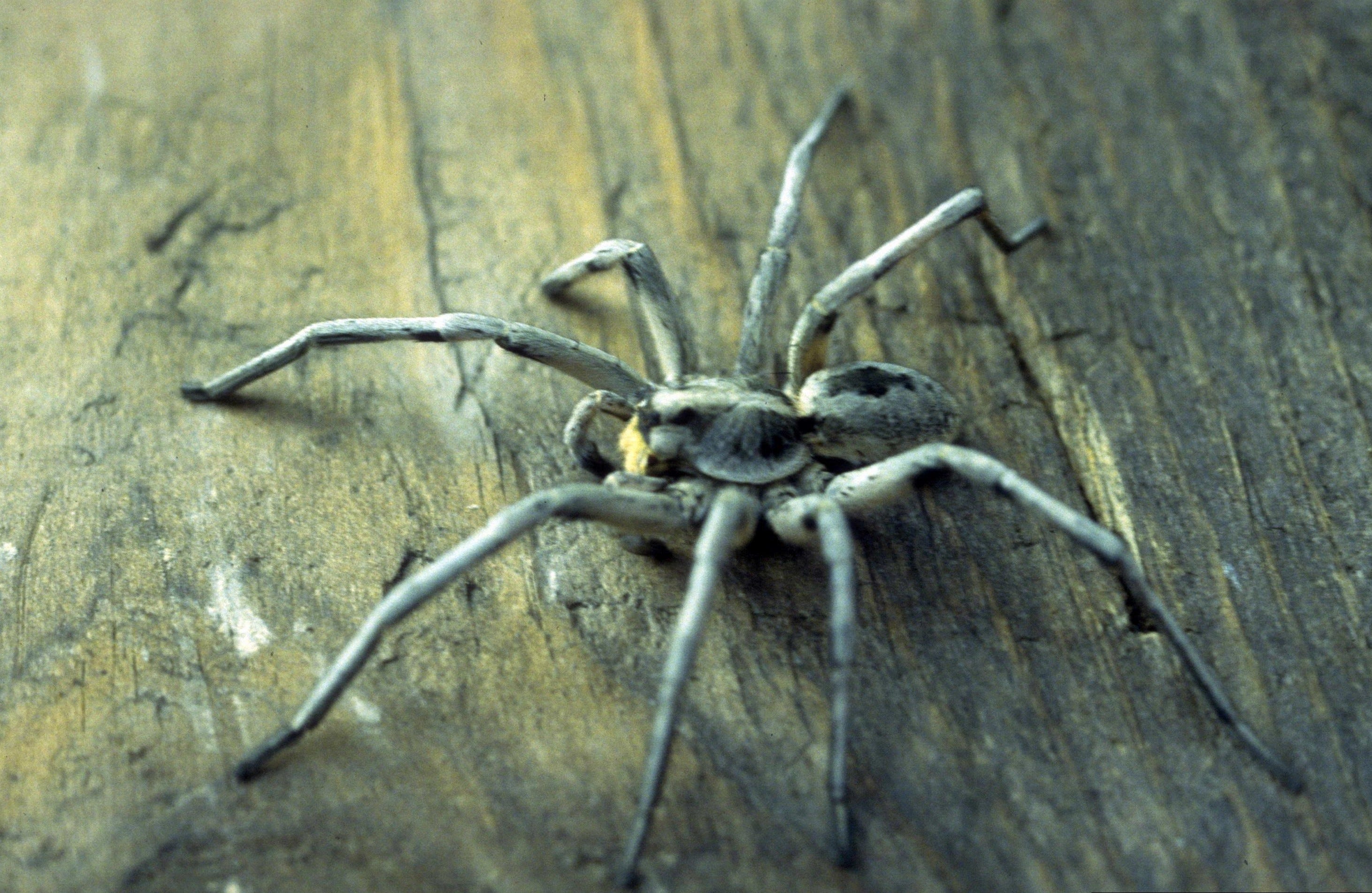 wolf spider pics