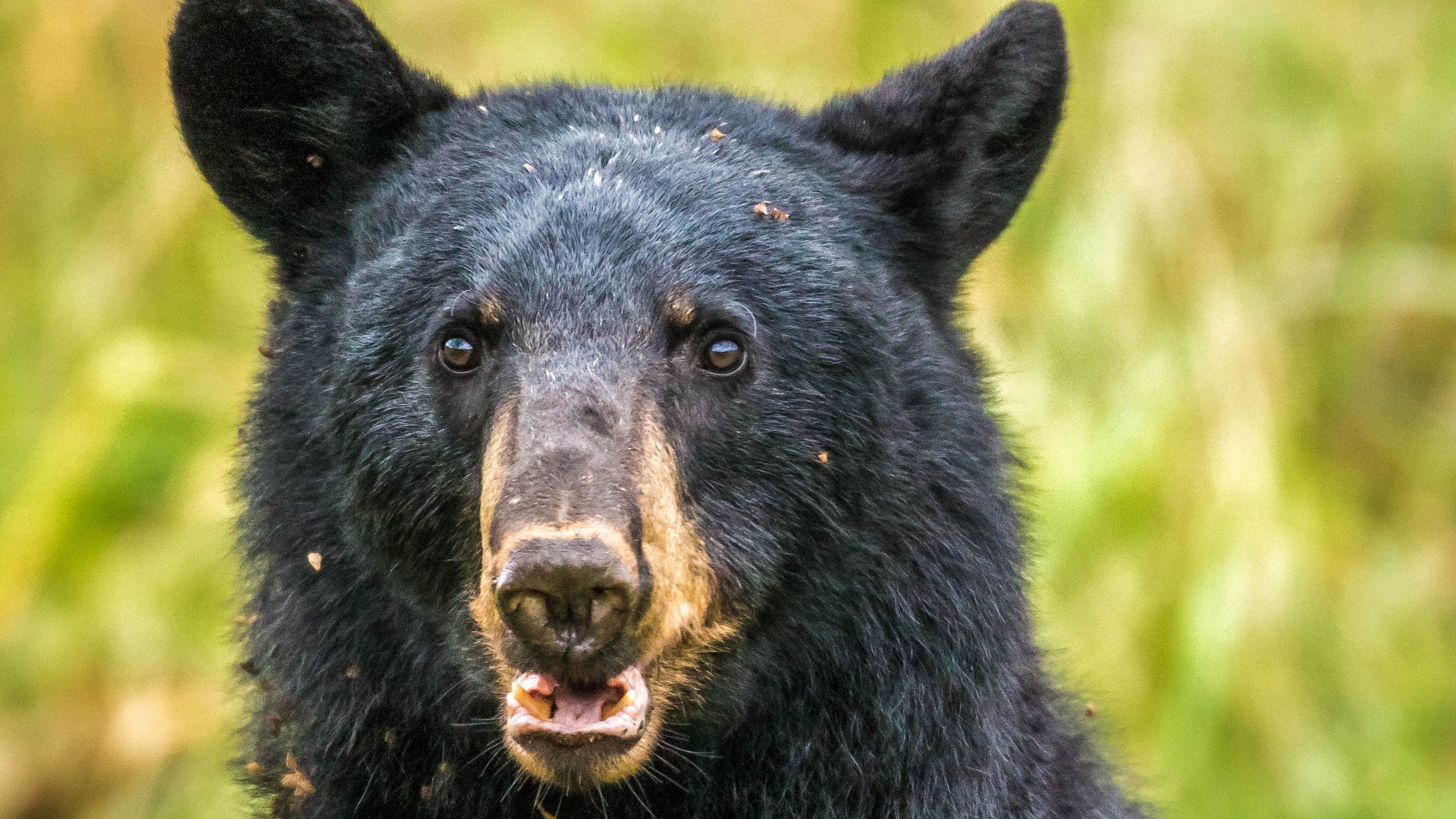 Pennsylvania Game Commission gives bear hunters more opportunities