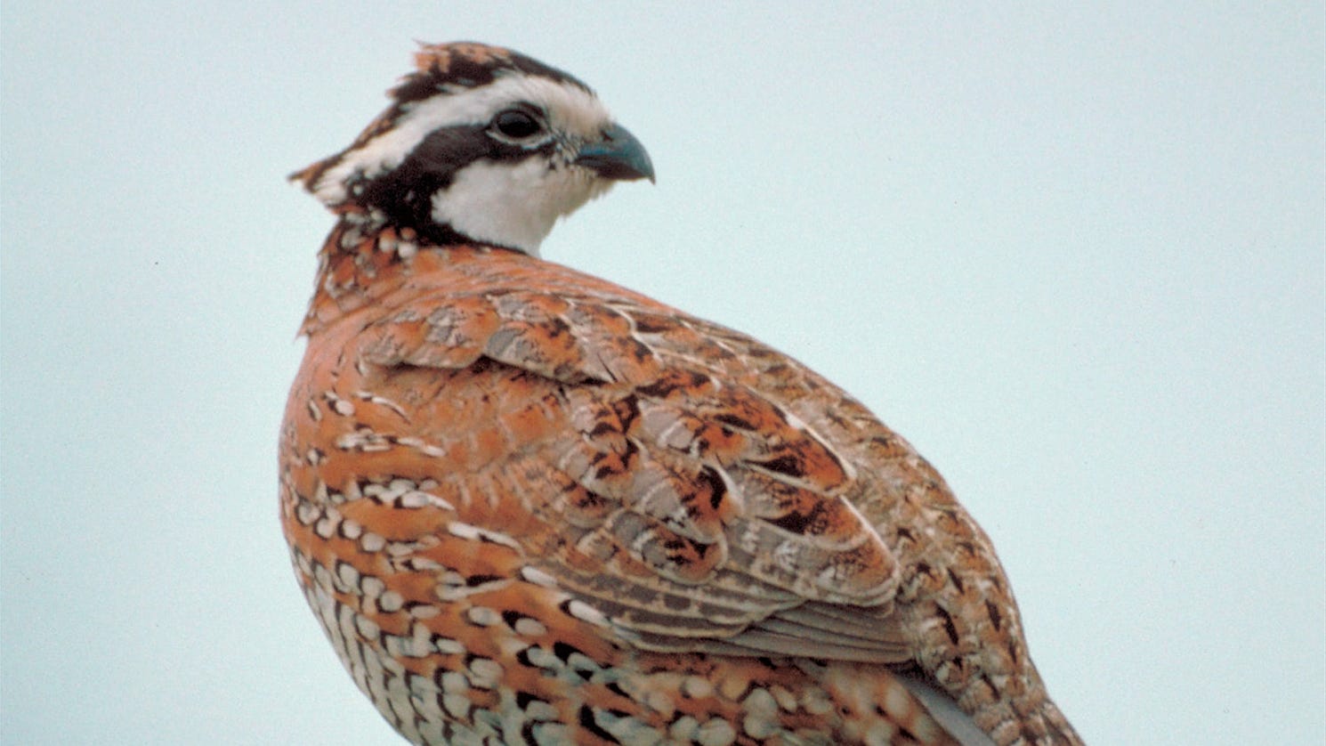 Oklahoma quail, duck hunting seasons to open on Saturday