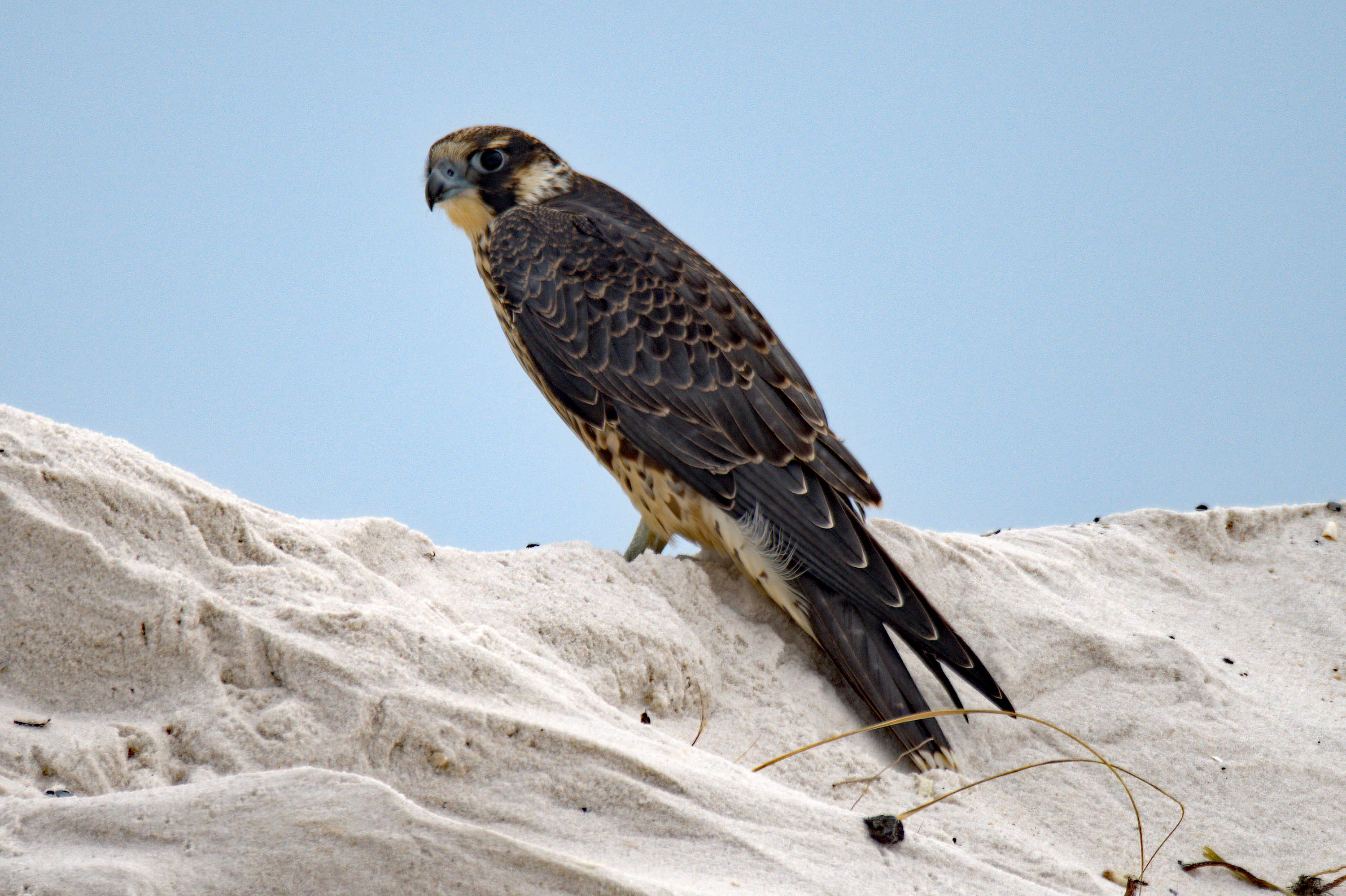 argovpn falcon