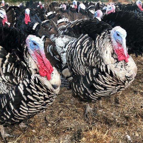 Turkeys are shown in a pen at Root Down Farm in Pe