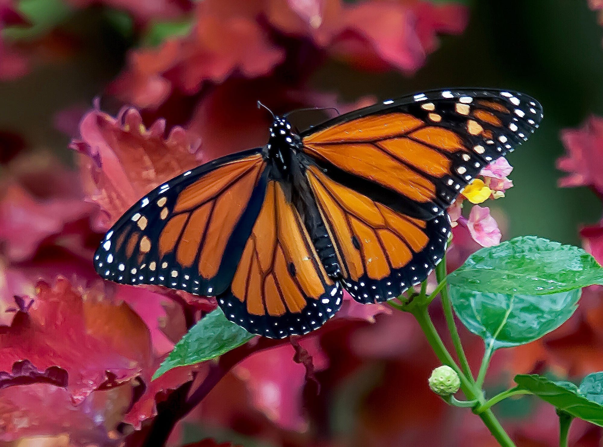 Why Are Monarch Butterflies Endangered And How You Can Help