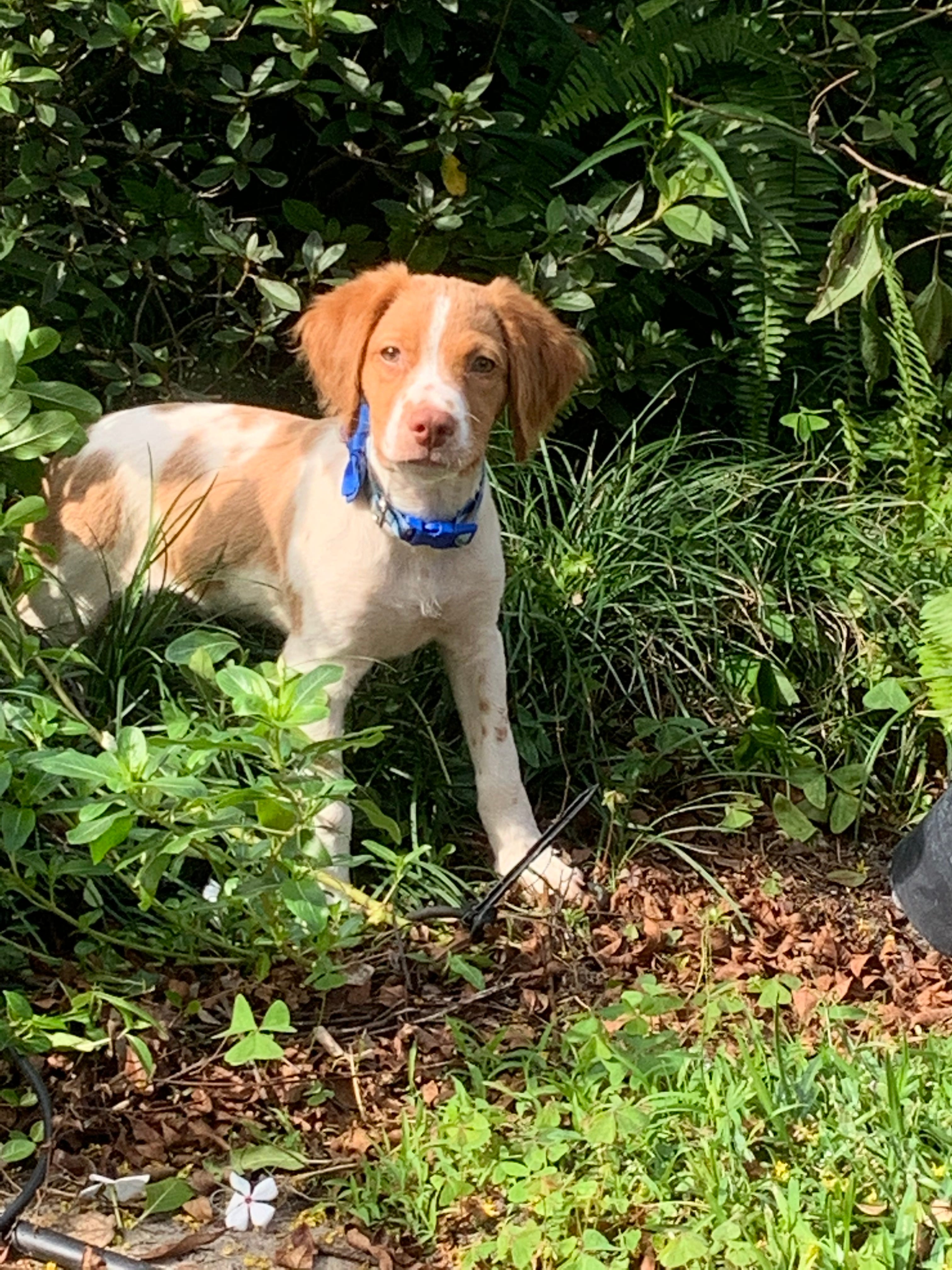 are cannas poisonous to dogs