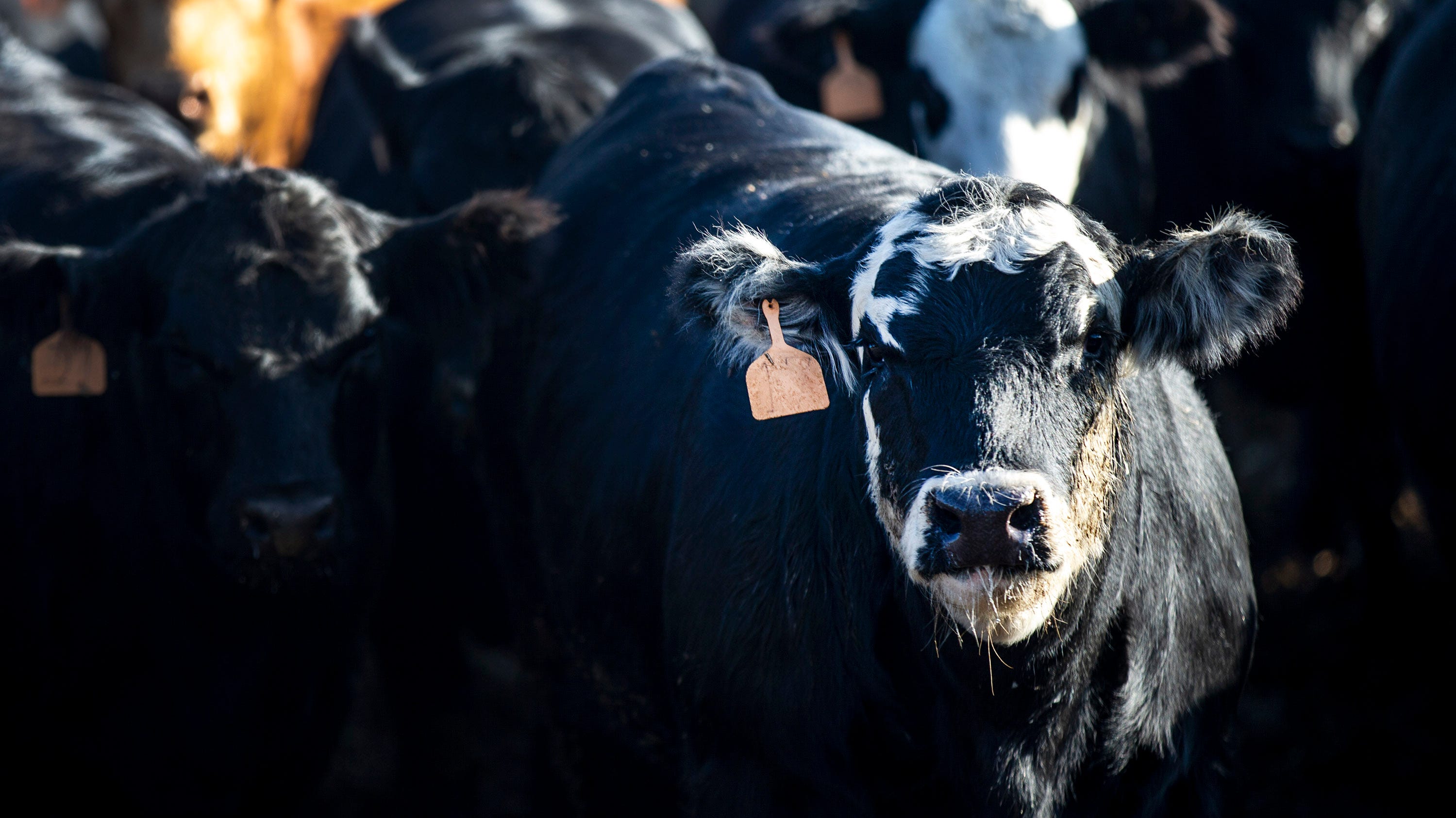 Iowa cattle producers lose money during COVID19 pandemic, even though
