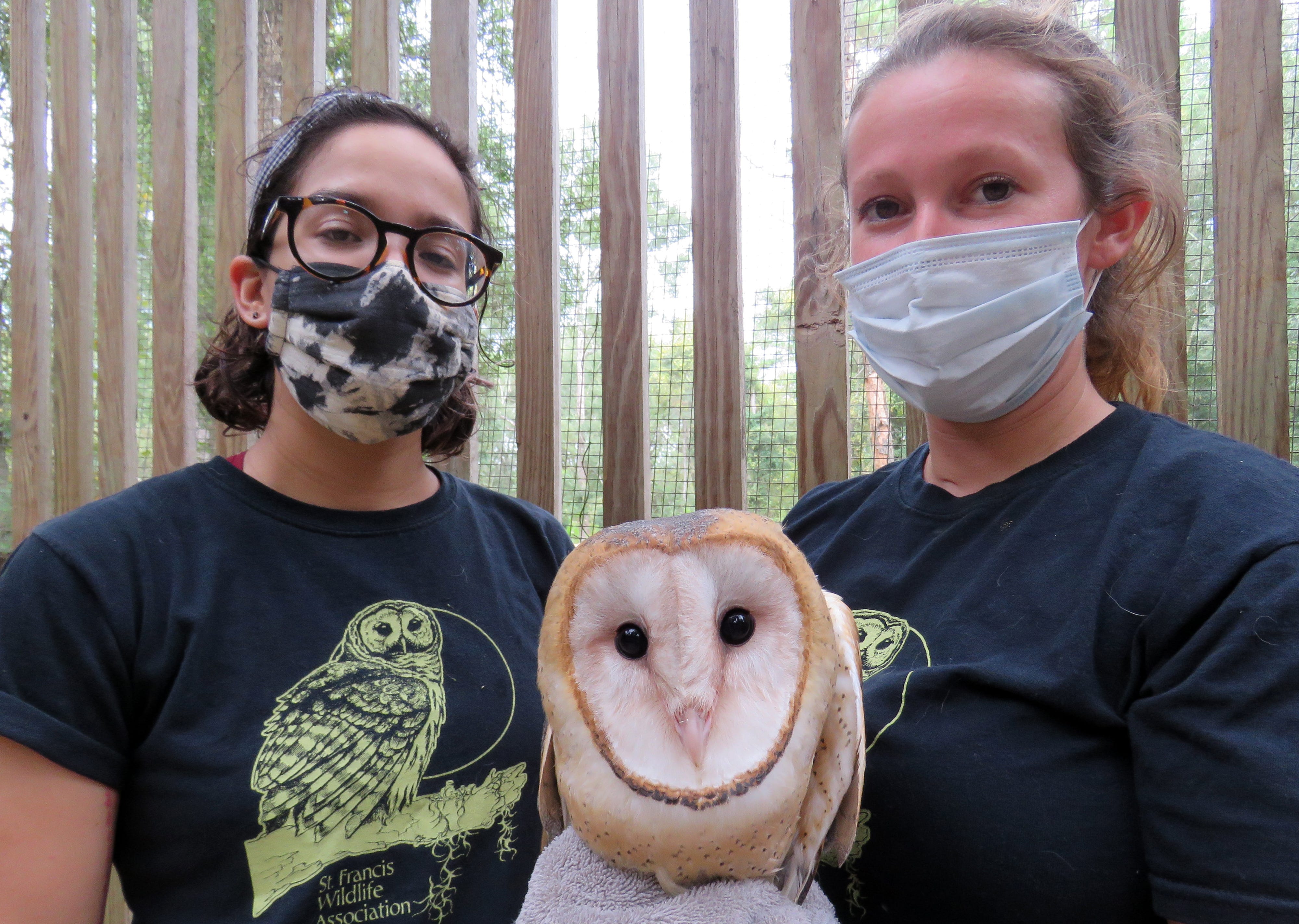 Barn Owl Rescue Heartening Amid Shrinking Population